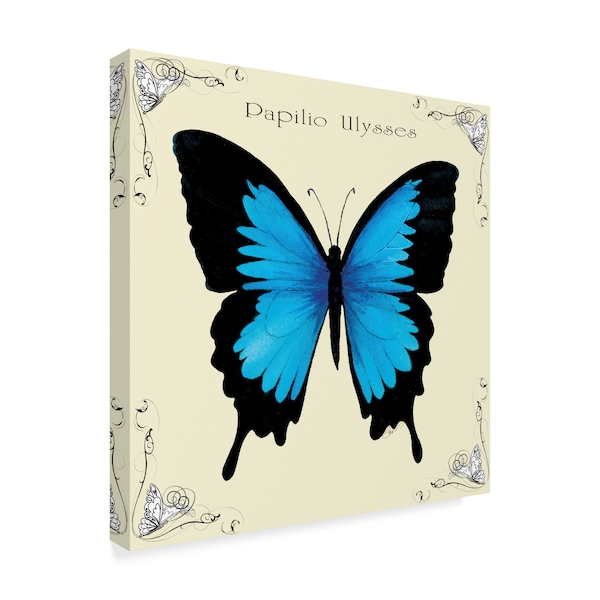 Sher Sester 'Butterfly Blue Papilio Ulysses' Canvas Art,24x24